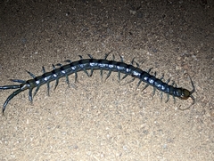 Scolopendra polymorpha