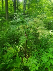 Heracleum mantegazzianum