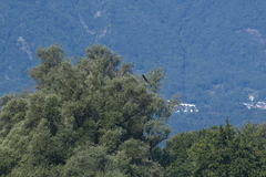 Circus aeruginosus aeruginosus