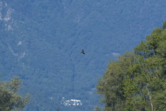 Circus aeruginosus aeruginosus