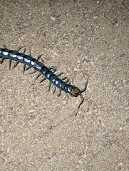 Scolopendra polymorpha