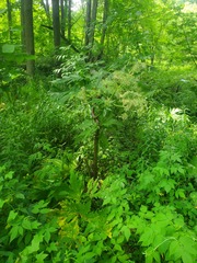 Heracleum mantegazzianum