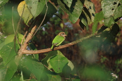 Psilopogon viridis