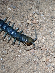 Scolopendra polymorpha