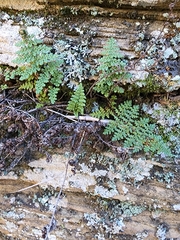 Myriopteris fendleri