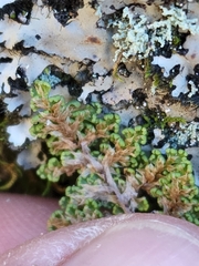 Myriopteris fendleri