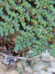 Myriopteris fendleri