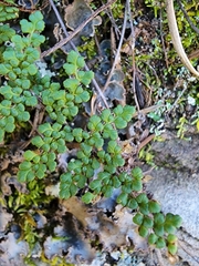 Myriopteris fendleri