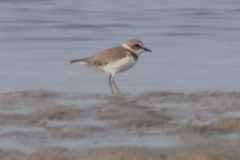 Charadrius alexandrinus
