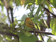 Sicalis flaveola