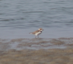 Charadrius alexandrinus