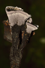 Phellodon niger image