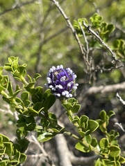 Psoralea bracteolata