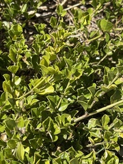 Psoralea bracteolata