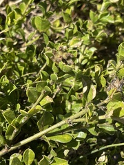 Psoralea bracteolata