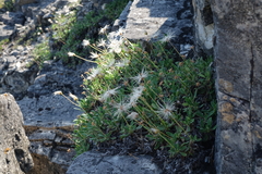Dryas viscosa