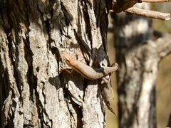 Trachylepis varia
