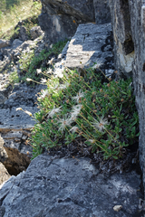 Dryas viscosa