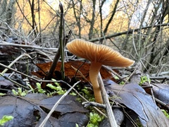 Tubariaceae