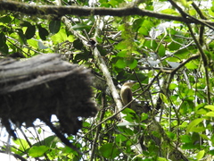 Pachyramphus validus