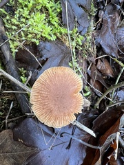 Tubariaceae