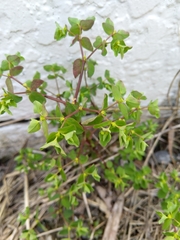 Euphorbia peplus