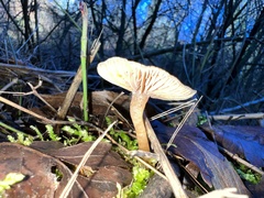 Tubariaceae