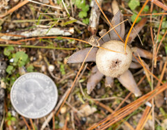 Astraeus hygrometricus