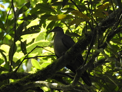 Patagioenas plumbea