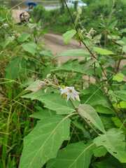 Solanum torvum