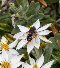 Eristalis croceimaculata