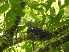 Patagioenas plumbea