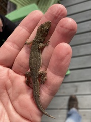 Hemidactylus garnotii