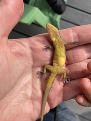 Hemidactylus garnotii