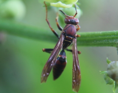 Polistes veracrucis