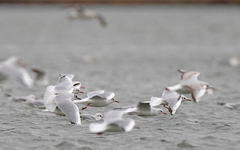 Chroicocephalus ridibundus