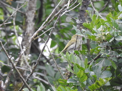 Hemitriccus nidipendulus