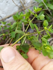 Euphorbia peplus