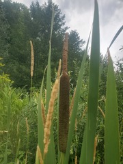 Typha latifolia