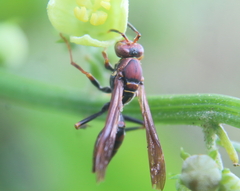 Polistes veracrucis