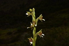 Pterichis leucoptera