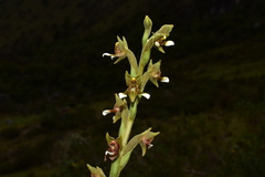 Pterichis leucoptera