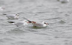 Chroicocephalus ridibundus