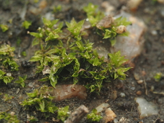 Physcomitrium patens