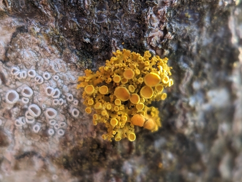 Pin-cushion Sunburst Lichen