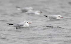 Chroicocephalus ridibundus