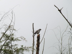 Rupornis magnirostris
