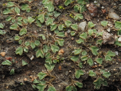 Riccia