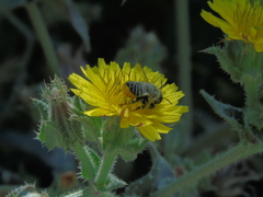 Megachile pollinosa