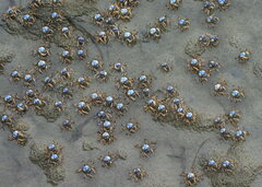 Mictyris longicarpus